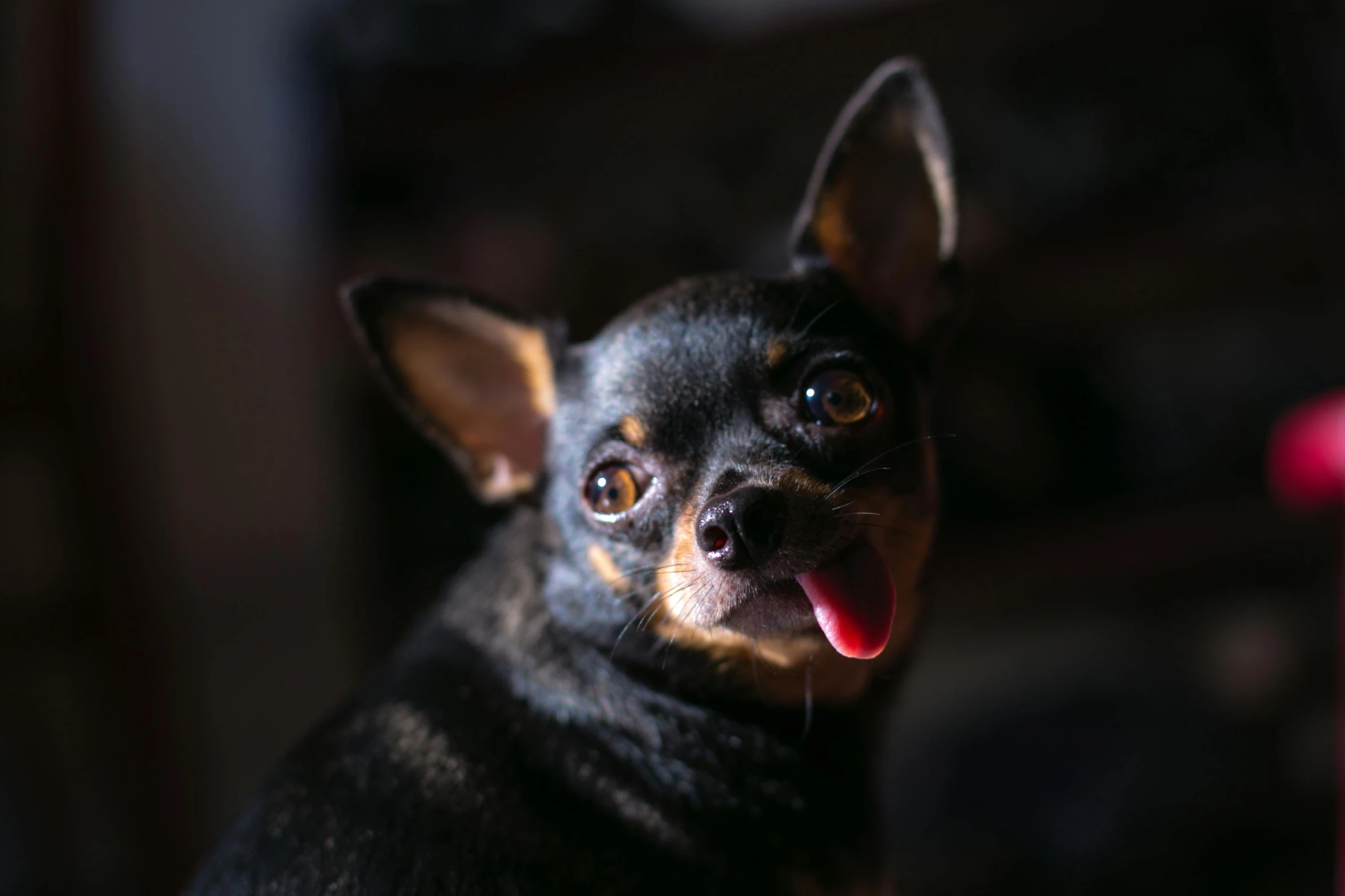 a black and brown dog sticking its tongue out, pexels contest winner, chihuahua, highly detailed soft lighting, australian, black