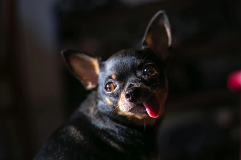 a black and brown dog sticking its tongue out, pexels contest winner, chihuahua, highly detailed soft lighting, australian, black