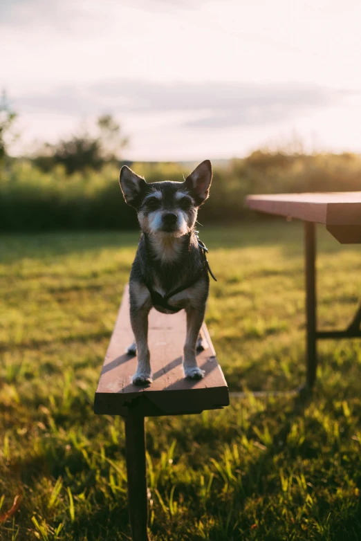 a small dog sitting on top of a wooden bench, by Niko Henrichon, pexels contest winner, summer evening, picnic, menacing look, chihuahua