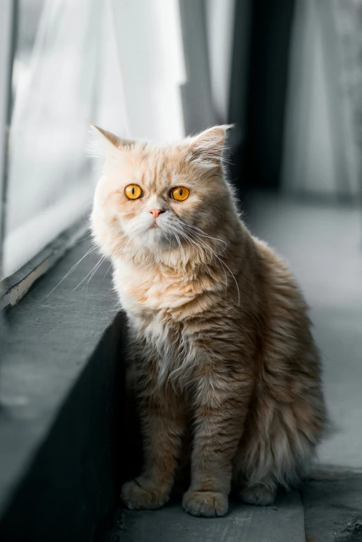 a cat that is sitting in front of a window, with strong judging eyes, furraffinity, unsplash photo contest winner, gray and orange colours