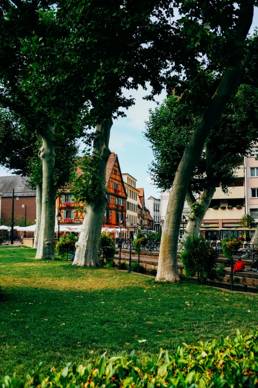 a couple of benches sitting on top of a lush green field, inspired by August Querfurt, unsplash, renaissance, town square, huge tree trunks, building along a river, marketplace