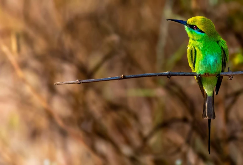 a green bird sitting on top of a tree branch, a pastel, by Peter Churcher, trending on pexels, hurufiyya, fishing, colourful 4 k hd, gold and green, bushveld background