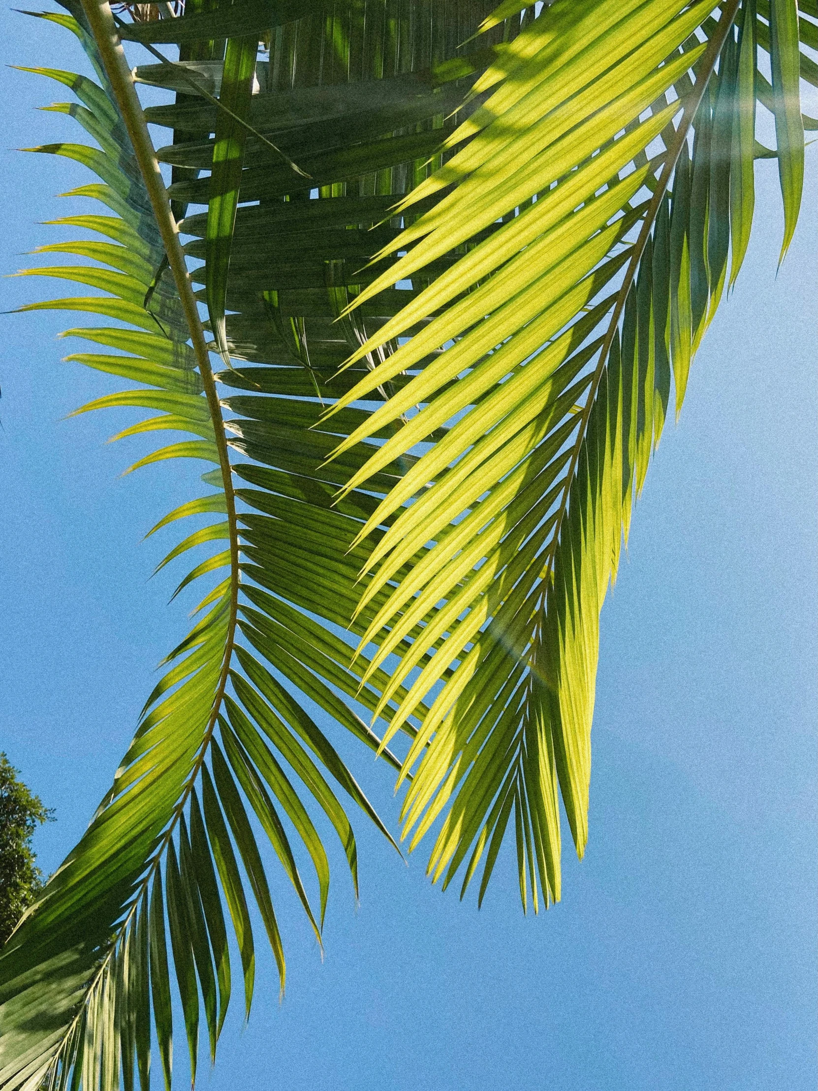 the sun shines through the leaves of a palm tree, by Carey Morris, clear blue skies, profile image, conde nast traveler photo, green and blue colour palette