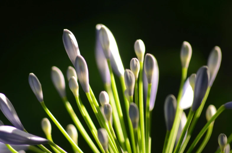 a close up of a bunch of flowers, a macro photograph, by Eglon van der Neer, unsplash, glowing green, sleek spines, white, soft purple glow