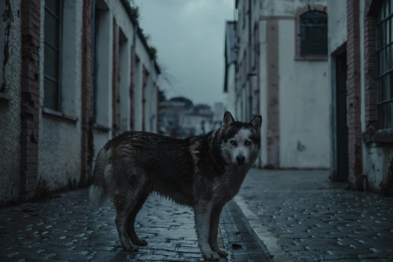 a dog that is standing in the middle of a street, by Emma Andijewska, dark grey wolf, 8 k cinematic, gloomy mood, low quality photo