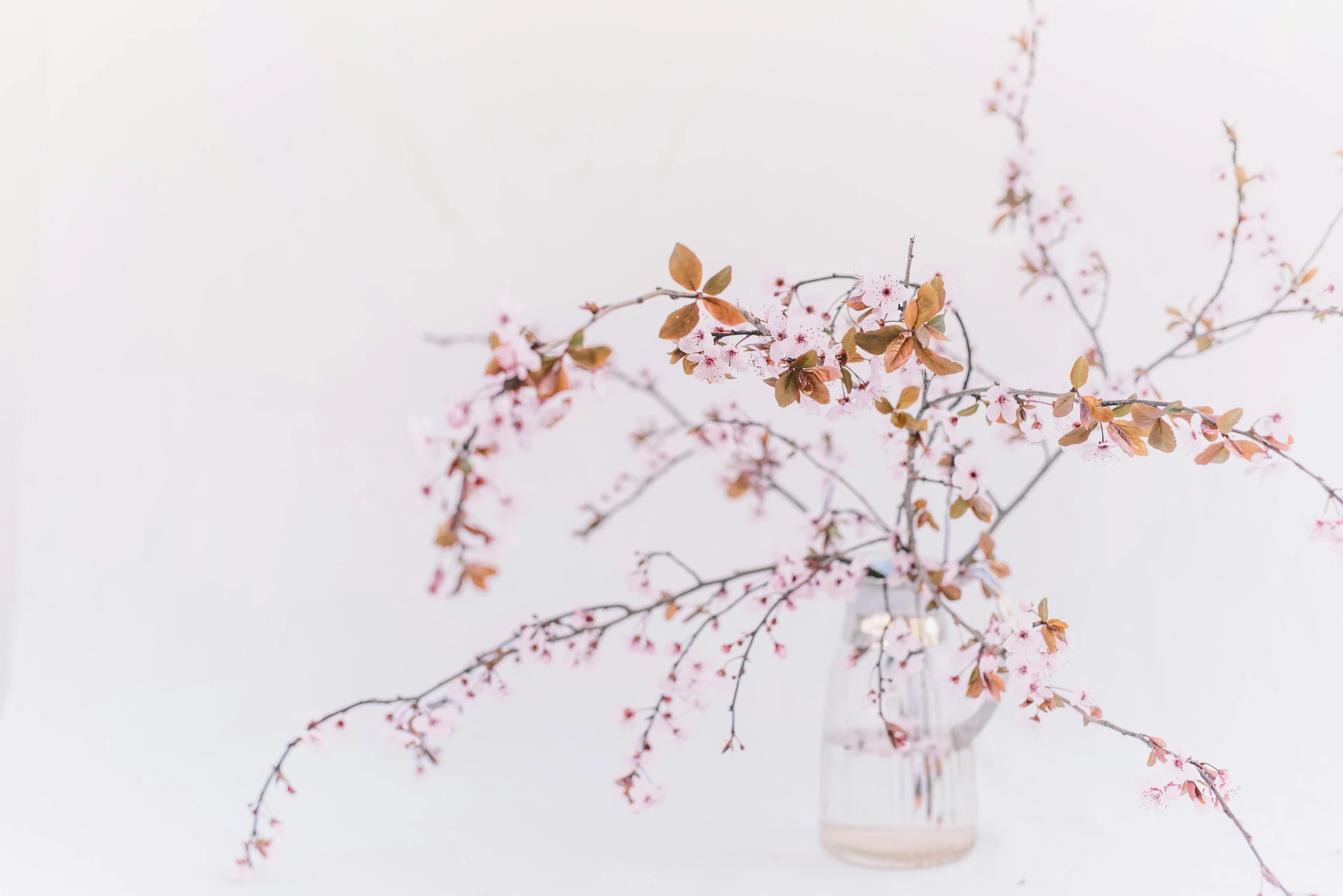 a vase filled with pink flowers on top of a table, inspired by Tani Bunchō, trending on unsplash, minimalism, twigs, various posed, manuka, overhanging branches