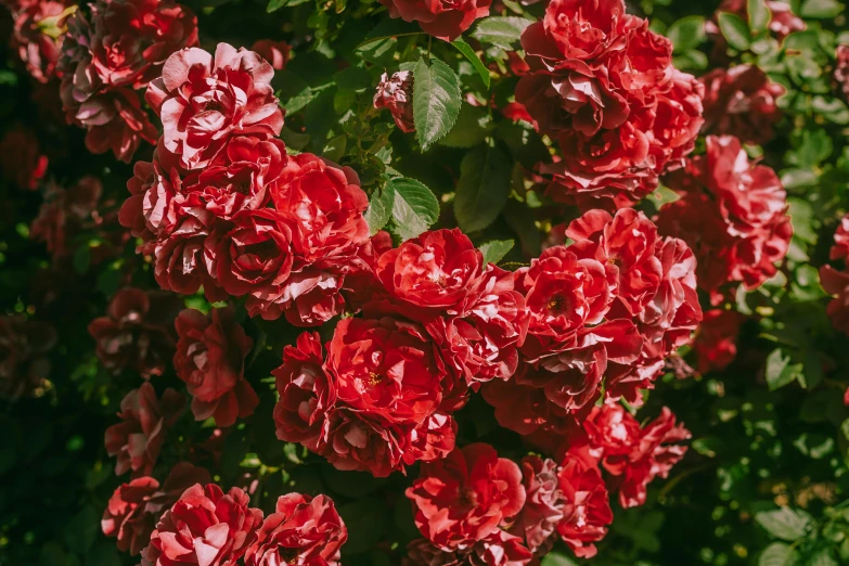 a bush of red flowers with green leaves, inspired by Elsa Bleda, pexels contest winner, crown of mechanical peach roses, alex heywood, celebration, exterior shot