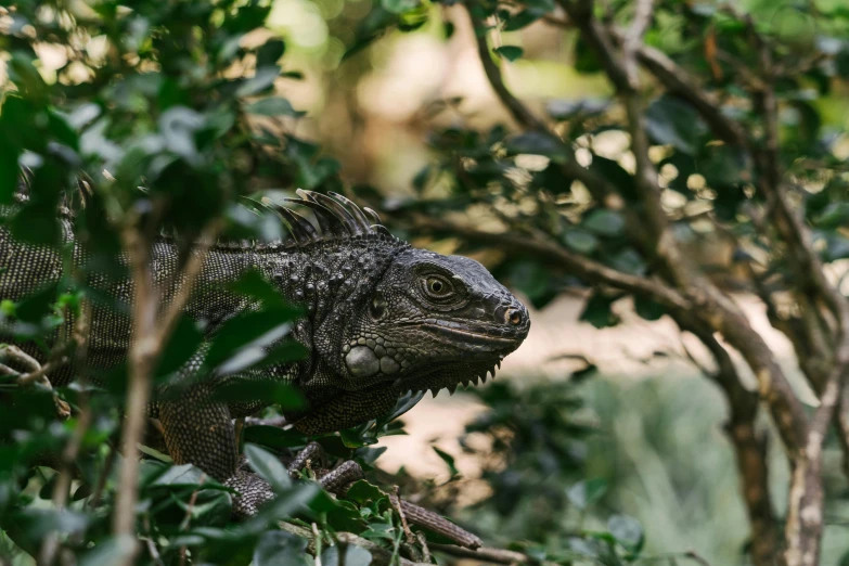 a lizard sitting on top of a tree branch, a portrait, by Carey Morris, pexels contest winner, amongst foliage, sydney park, iguana, grey