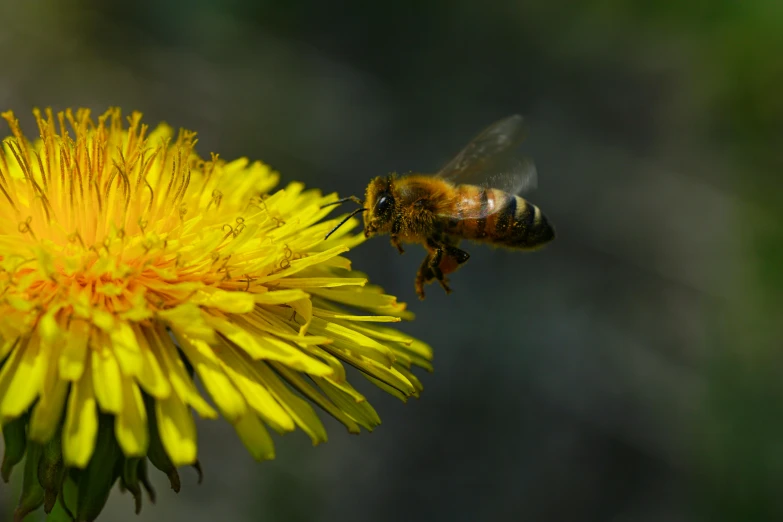 a bee flying towards a yellow flower, pexels contest winner, figuration libre, dandelions, brown, 15081959 21121991 01012000 4k, museum quality photo