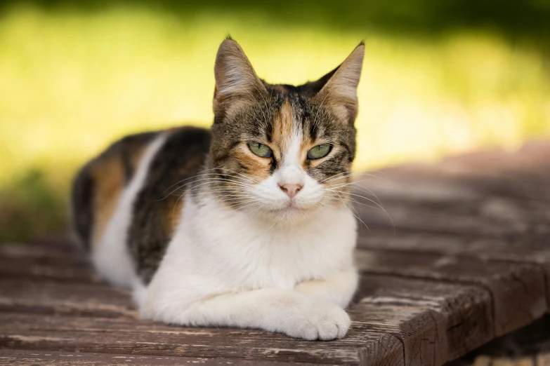 a cat sitting on top of a wooden bench, on a table