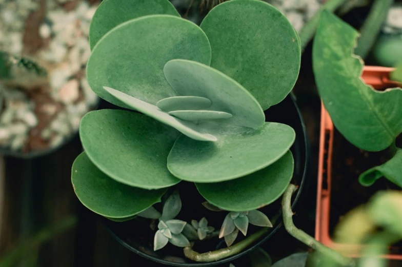 a close up of a plant in a pot, trending on pexels, art nouveau, grey ears, jade green, various sizes, a high angle shot