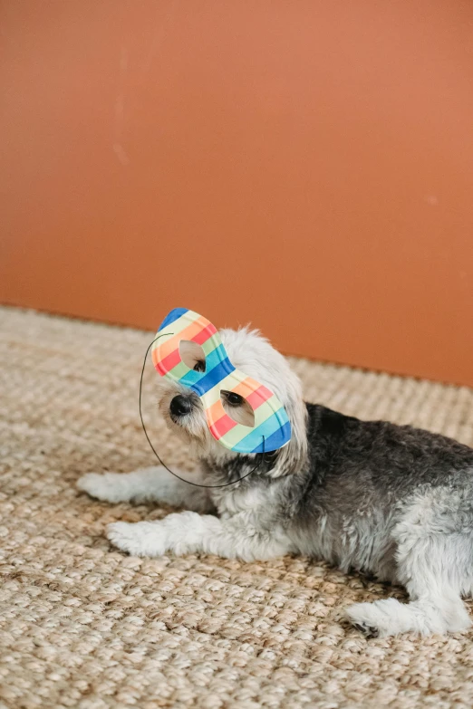 a small dog laying on top of a carpet, an album cover, by Okuda Gensō, neo-dada, wearing transparent glass mask, portrait mode photo, 8, subject: dog