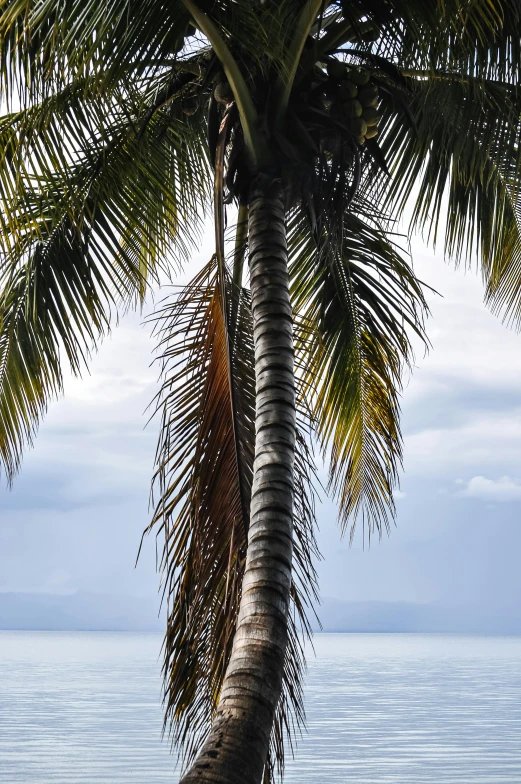 a palm tree on a beach with the ocean in the background, up-close, stacked image, jamaican colors, grey