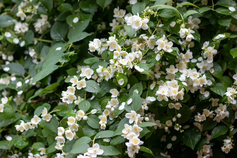 a bush of white flowers with green leaves, inspired by Edwin Dickinson, unsplash, mingei, raspberry, covered in flame porcelain vine, a wide full shot, low colour