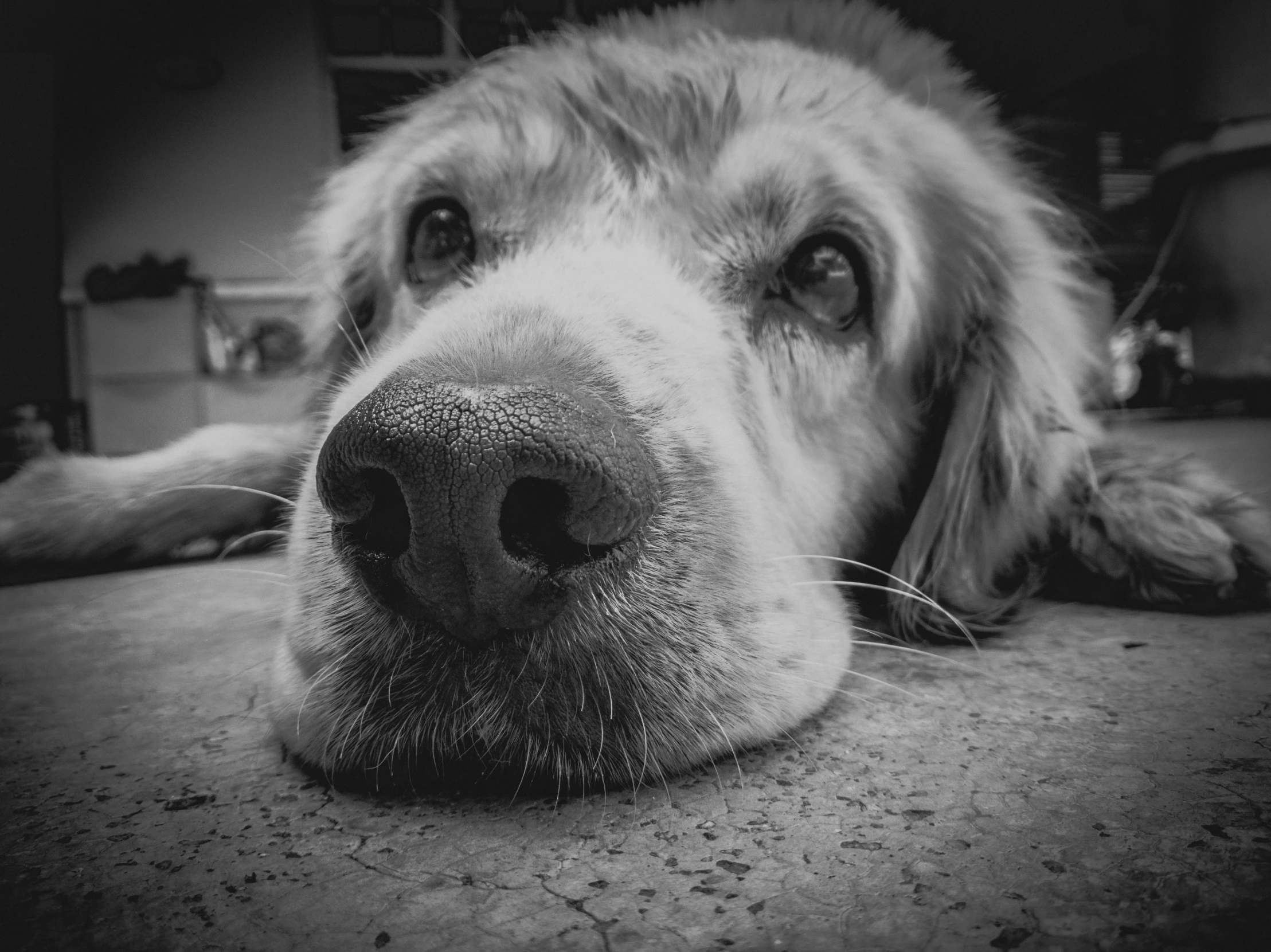 a close up of a dog laying on the ground, a black and white photo, by Dan Luvisi, pixabay, hooked nose, golden retriever, square nose, worm's eye view from floor