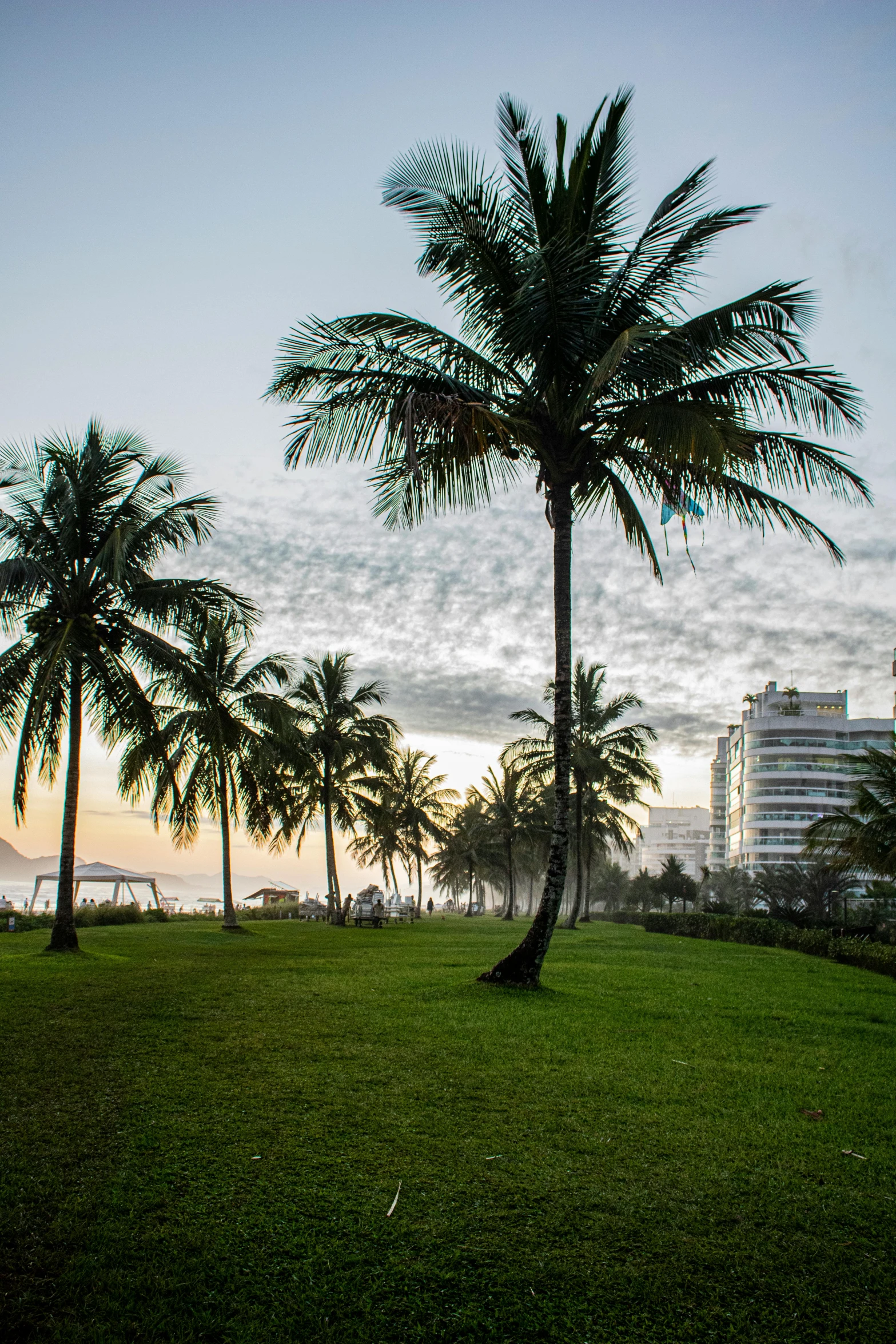 a couple of palm trees sitting on top of a lush green field, palms and miami buildings, sunset beach, oscar niemeyer, beachfront