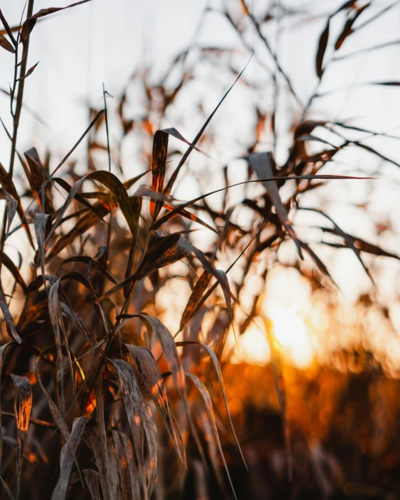 a close up of a plant with the sun in the background, pexels contest winner, phragmites, flames from the ground, harvest, ((sunset))