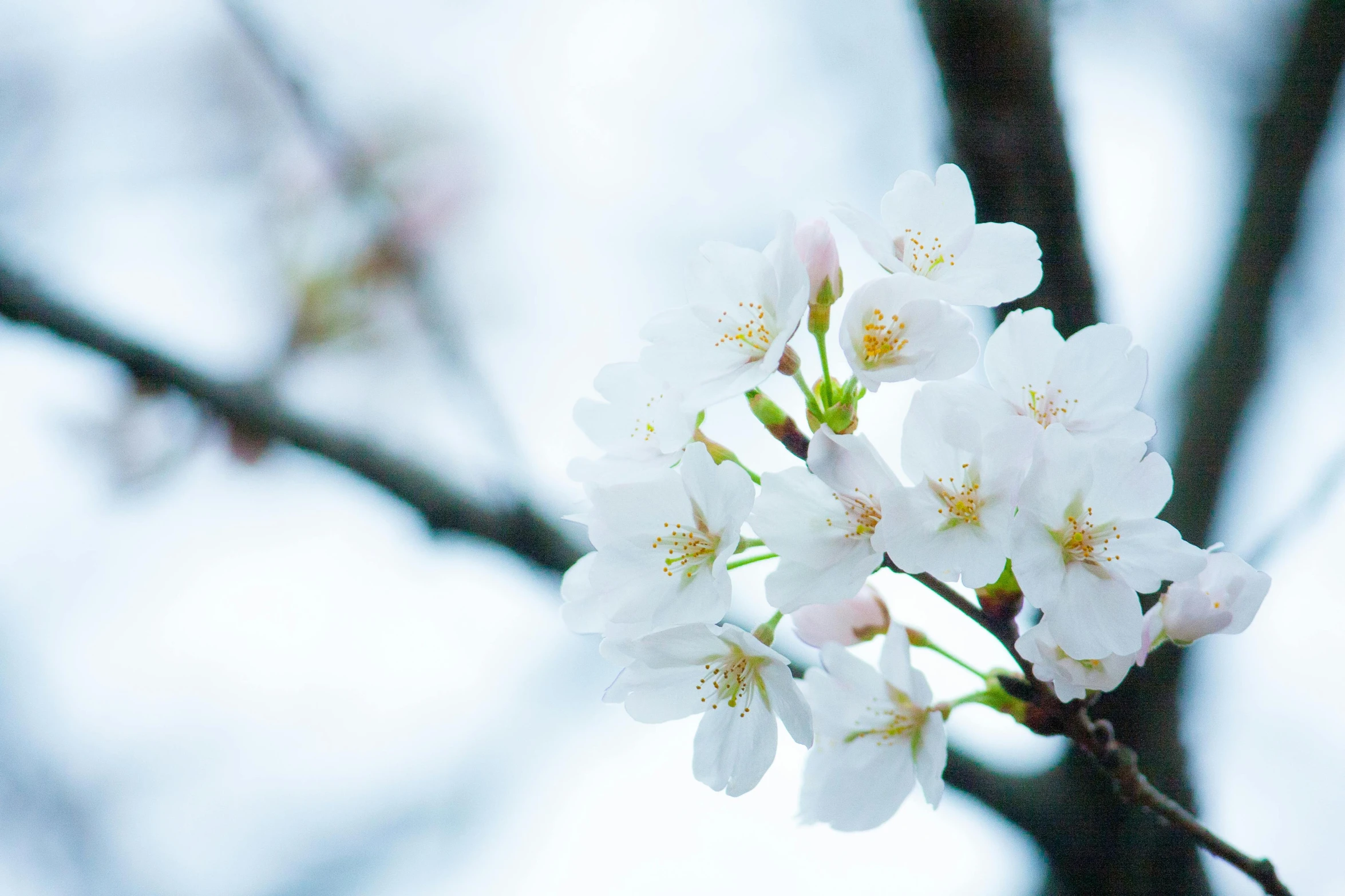 a close up of some white flowers on a tree, inspired by Maruyama Ōkyo, unsplash, 4k photo”, fan favorite, 8k resolution”, 中 元 节