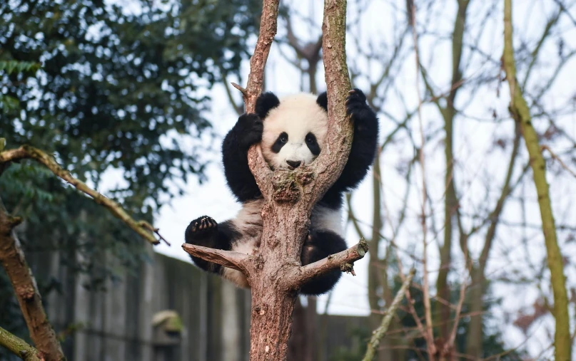 a panda bear that is sitting in a tree, by Jan Tengnagel, pexels contest winner, fan favorite, pet animal, zezhou chen, in a tree house