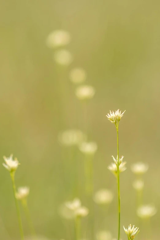 a group of small white flowers in a field, by Eglon van der Neer, minimalism, golden glow, soft light - n 9, muted green, minimalism