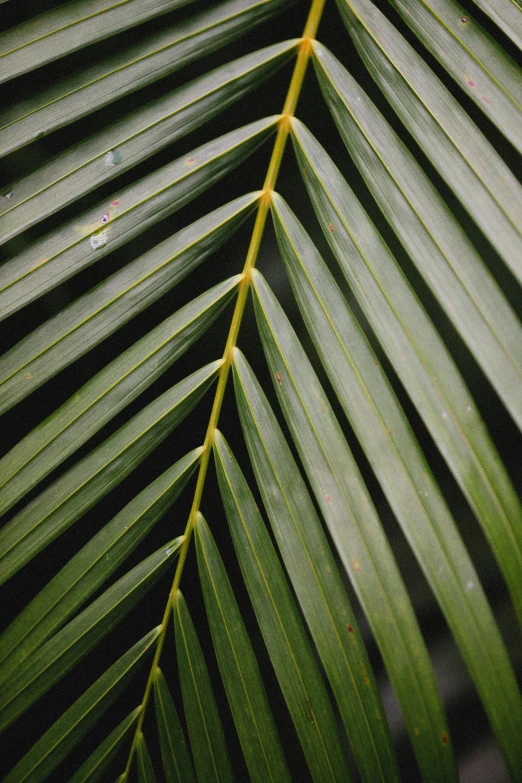 a close up of a green palm leaf, unsplash, multiple stories, straight camera view, digital image, brown