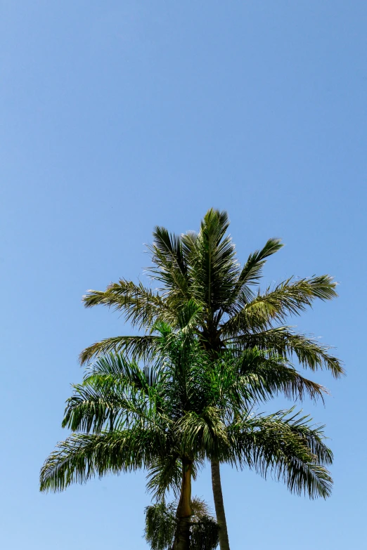 a tall palm tree sitting on top of a lush green field, unsplash, hurufiyya, cloudless blue sky, manly, tropical foliage, roof with vegetation