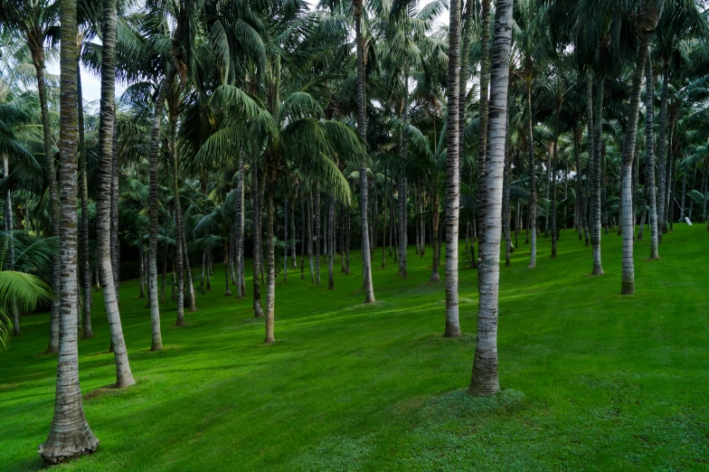 a lush green field with lots of palm trees, pexels contest winner, botanic garden, tawa trees, joel sternfeld, very low light