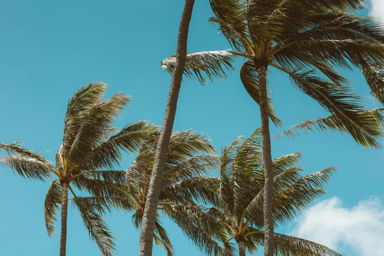 palm trees blowing in the wind against a blue sky, pexels contest winner, 🦩🪐🐞👩🏻🦳, thumbnail, hawaii beach, lot of trees