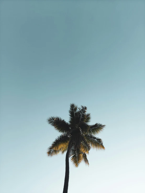 a palm tree is silhouetted against a blue sky, unsplash contest winner, minimalism, instagram story, coconuts, low quality photo, brown