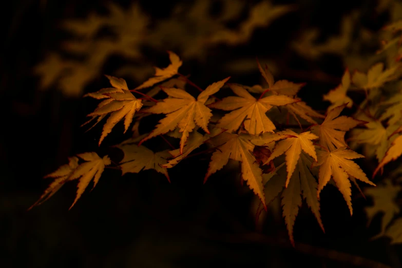 a close up of leaves on a tree at night, a macro photograph, unsplash contest winner, art photography, japanese maples, ochre, dimly lit scene, japonisme 3 d 8 k ultra detailed