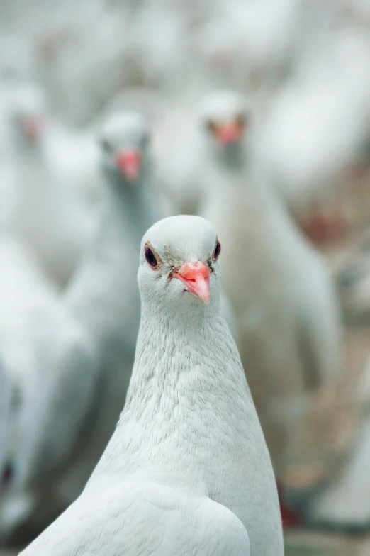 a flock of white birds standing next to each other, by Paul Bird, trending on pexels, photorealism, shaven face, pork, looks directly at camera, photographed for reuters