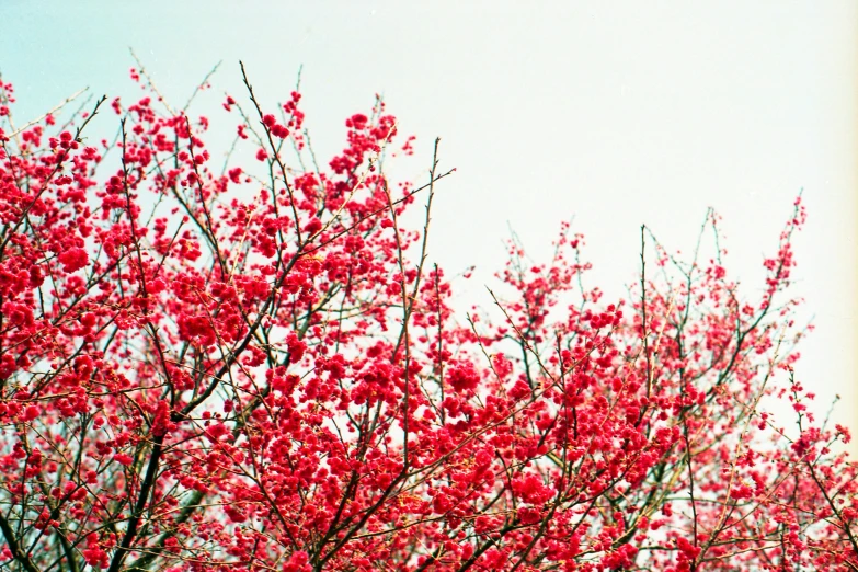 a red flowered tree with a clock tower in the background, by Cheng Jiasui, unsplash, romanticism, overexposed photograph, fruit trees, photographed on colour film, fuschia and vermillion and cyan