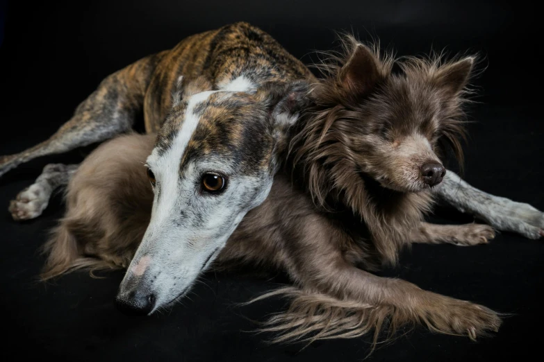 a close up of a dog laying on a black surface, a portrait, inspired by Elke Vogelsang, pexels contest winner, two dogs, holding close, aged 13, “hyper realistic
