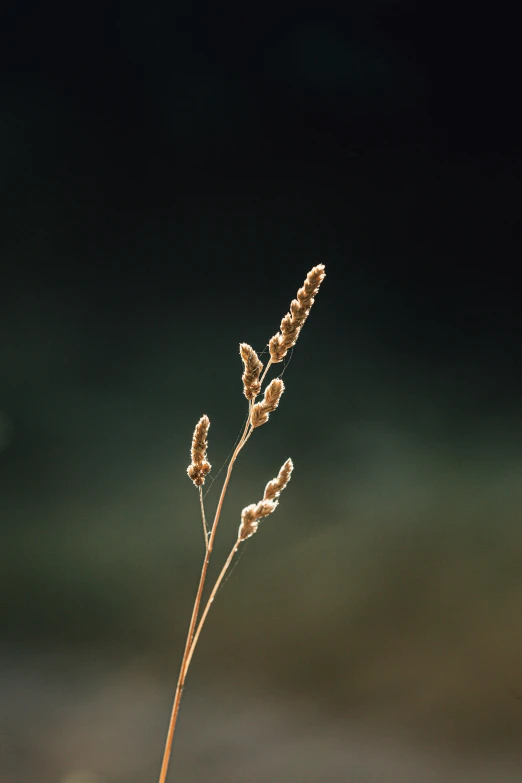 a plant that is growing out of the ground, an album cover, inspired by Elsa Bleda, unsplash, golden grasslands, paul barson, detailed depth of field, (night)