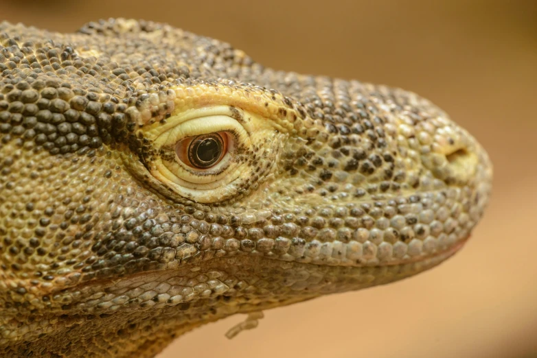 a close up of a lizard's face with a blurry background, by Adam Marczyński, (extremely detailed, australian