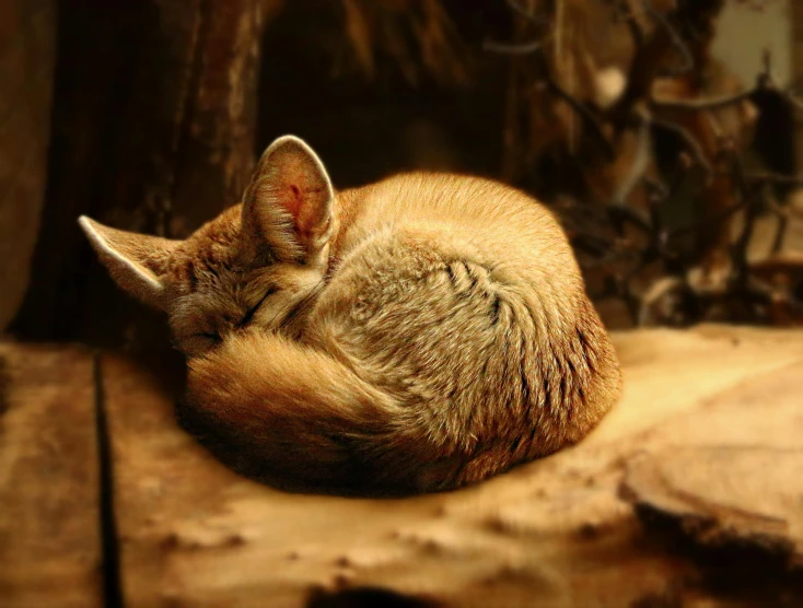 a cat curled up sleeping on a piece of wood, a digital rendering, by Adam Marczyński, pexels contest winner, fennec fox animal, redwall, picture taken in zoo, big ears