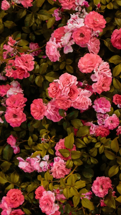 a bush of pink flowers with green leaves, an album cover, inspired by Thomas Struth, trending on unsplash, detail shot, rosa bonheurn, multi - coloured, top down shot