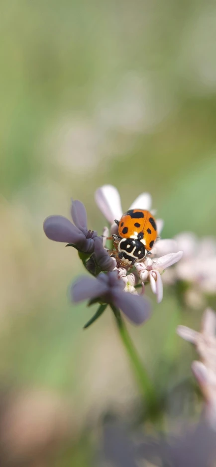 a ladybug sitting on top of a purple flower, by Peter Churcher, istockphoto, portrait of small, avatar image, 15081959 21121991 01012000 4k
