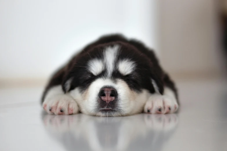 a black and white puppy sleeping on the floor, pexels contest winner, siberian husky, made of brushed steel, extremely polished, made of wool