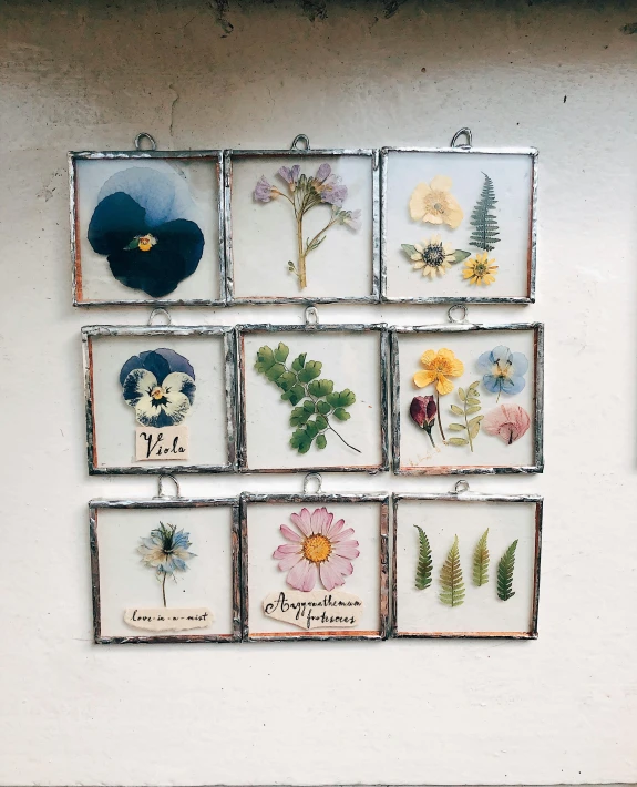 a picture of a bunch of flowers on a wall, by Olive Mudie-Cooke, featured on instagram, process art, glass panes, iron frame, natural mini gardens, square pictureframes