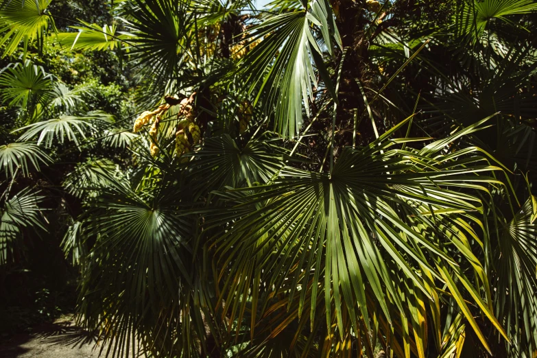 a couple of giraffe standing on top of a lush green forest, a screenshot, unsplash, hurufiyya, palm leaves on the beach, botanical herbarium, overgrown with lush vines, seen from below