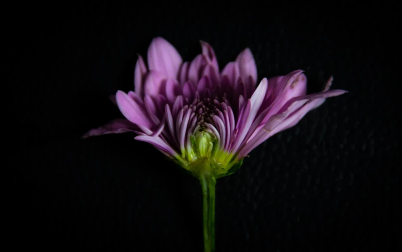 a close up of a purple flower on a black background, inspired by Robert Mapplethorpe, unsplash, chrysanthemum eos-1d, miniature cosmos, portrait of small, shot on sony a 7