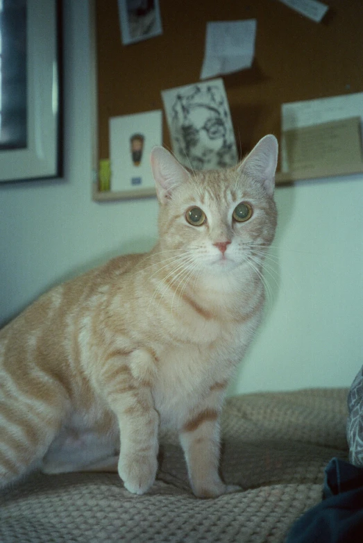 an orange and white cat sitting on top of a couch, a picture, flickr, taken on a 2000s camera, in my bedroom, (extremely detailed, portrait of rung