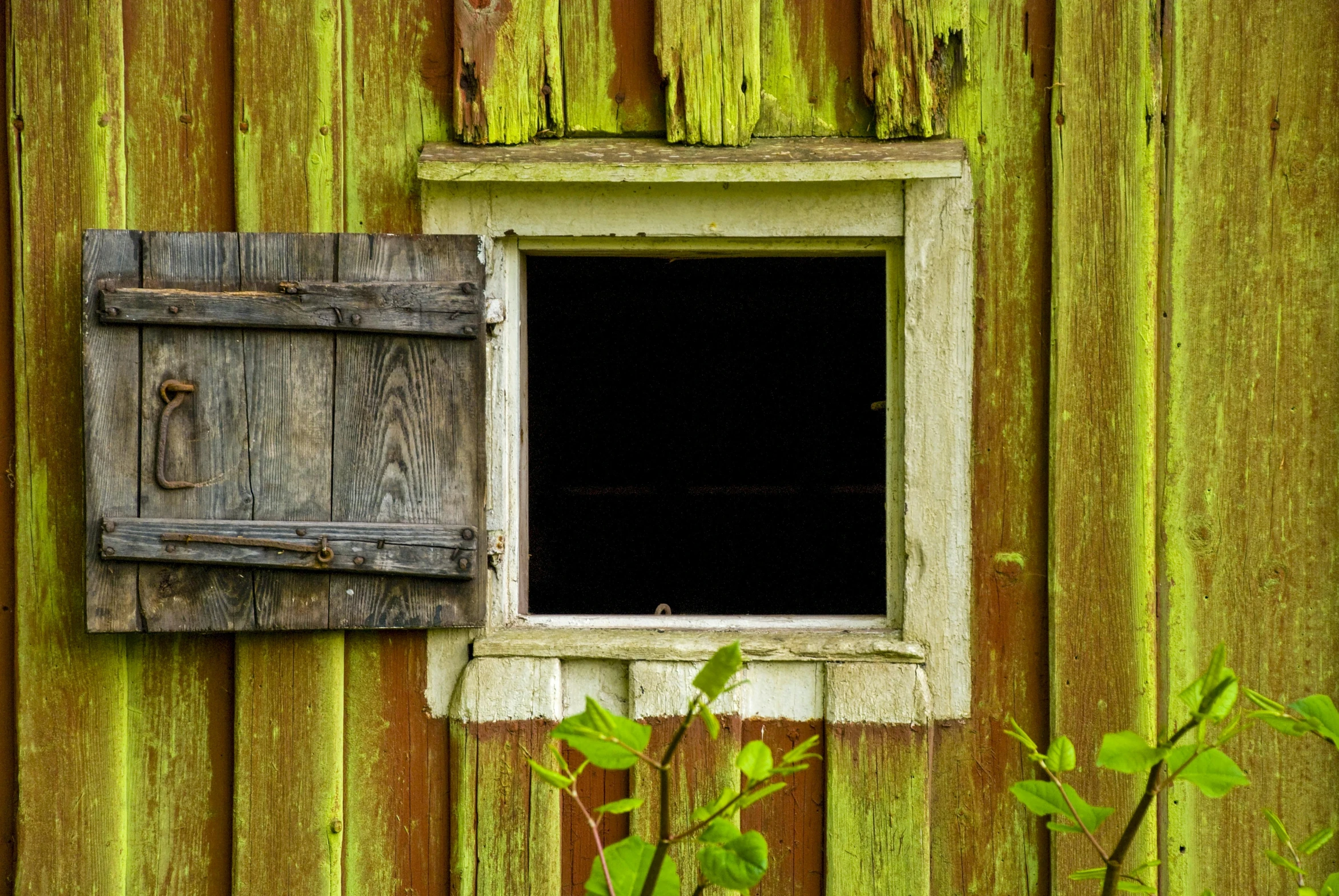 a close up of a window on a wooden building, a picture, inspired by William Harnett, pixabay, square, overgrowth, pc screen image, green and yellow colors