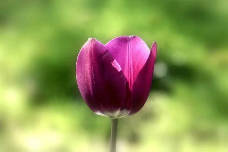 a close up of a purple flower with a blurry background, by Jan Rustem, pixabay contest winner, tulip, fine details 8k octane rendering, 4 k hd wallpapear, smooth shaded