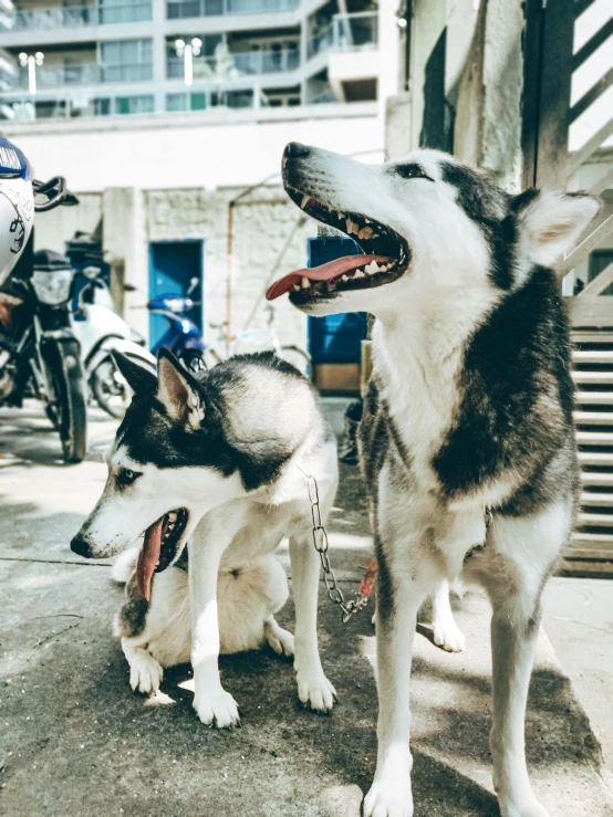 two dogs standing next to each other on a sidewalk, by Niko Henrichon, pexels contest winner, husky, hyperdetailed!, market, displayed