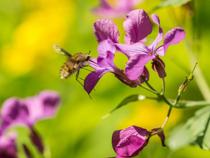 a close up of a flower with a bee on it, pexels contest winner, green magenta and gold, lobelia, desktop wallpaper, brown