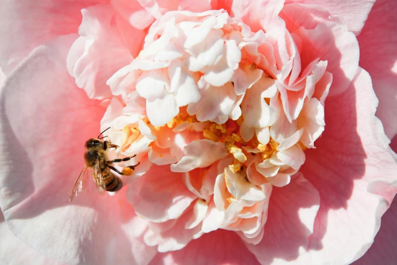 a bee sitting on top of a pink flower, slide show, conde nast traveler photo, fan favorite, carefully crafted