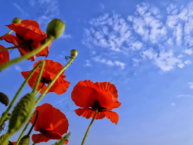 a bunch of red poppies sitting on top of a lush green field, pexels contest winner, clear blue skies, avatar image, seen from below, concert