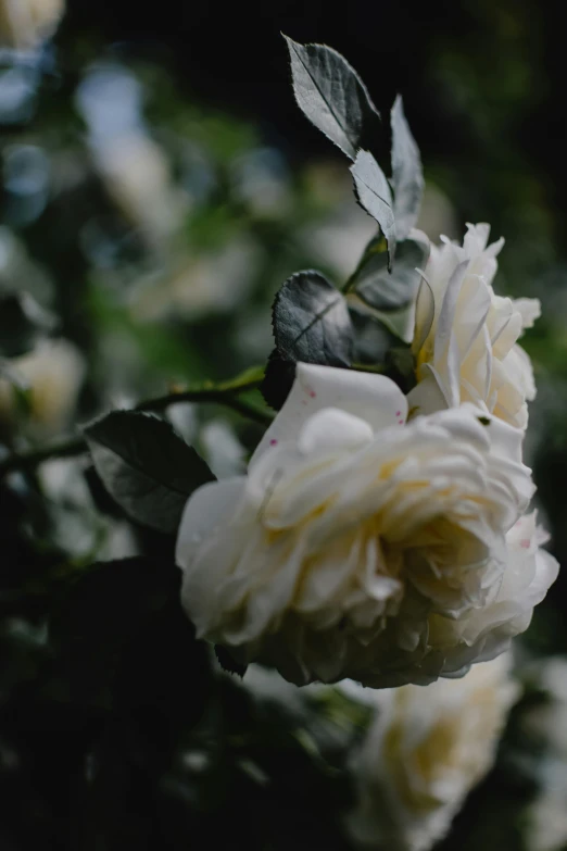 a close up of a flower on a tree, by Grace Polit, unsplash, romanticism, white roses, at highgate cemetery, paul barson, evening mood